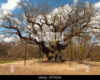 Major Oak. Un énorme chêne anglais situé dans la forêt de Sherwood. Selon le folklore local, c'est Robin Hood's Shelter. Banque D'Images