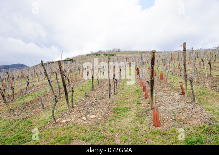 Trimbach Winery, Ribeauville Banque D'Images