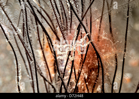 Pycnogonid, ou la mer, peut-être Nymphopsis araignée sp, vivant parmi les hydroïdes. Tulamben, Bali, Indonésie. La mer de Bali, de l'Océan Indien Banque D'Images