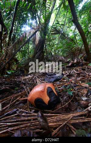 Dans le bourgeon Rafflesia forêt tropicale de Malaisie Banque D'Images