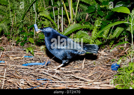 Satin mâle, oiseau Ptilonorhynchus violaceus, debout parmi les objets bleus utilisés pour décorer la zone autour de la tonnelle Banque D'Images