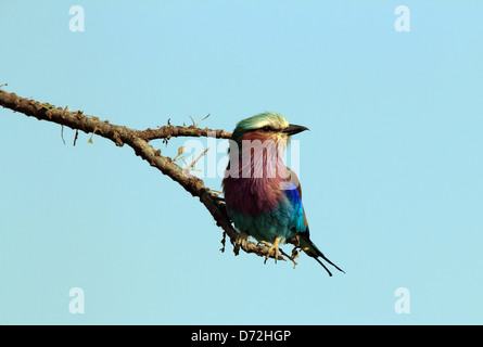 Lilac-breasted Roller (Coracias caudatus) sur une branche, Masai Mara, Kenya Banque D'Images