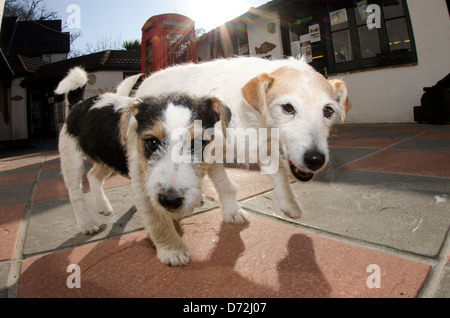 Jack russells Banque D'Images