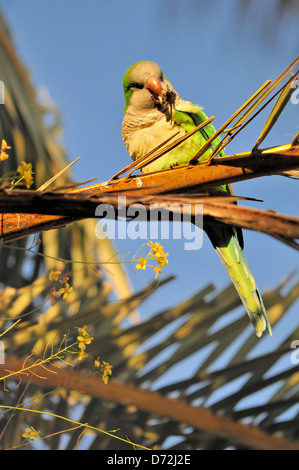 Perruche moine / Quaker Parrot (Myiopsitta monachus) manger du pain a baissé de touristes dans le parc Guell, Barcelone, Espagne Banque D'Images