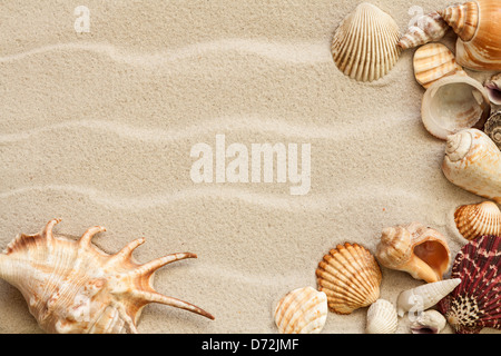 Coquilles de mer avec du sable comme arrière-plan Banque D'Images