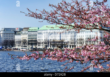 Fleur de printemps à l'intérieur de l'Alster à Hambourg, Allemagne, Europe Banque D'Images