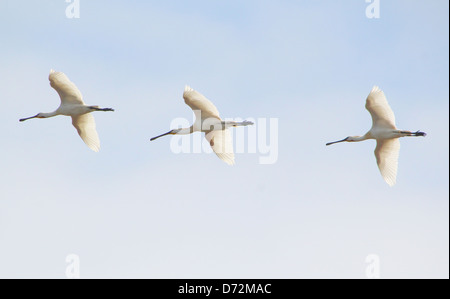 Trois spatules eurasien (Platalea leucorodia) en vol, le vol en formation Banque D'Images