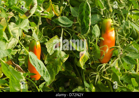 Matières premières et vert rouge mûre écologique oblongue tomates naturelles poussent dans les émissions de l'été. Banque D'Images