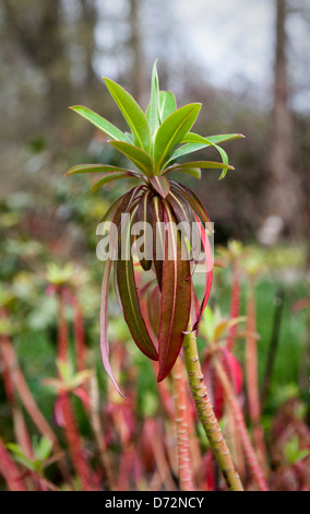 Les feuilles colorées d'Euphorbia, Euphorbiaceae pasteurii, à Wisley RHS Garden Banque D'Images