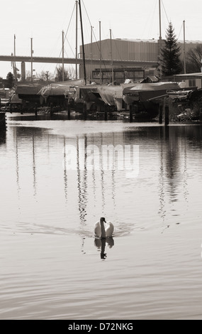 Swan dans le port de Stralsund Banque D'Images