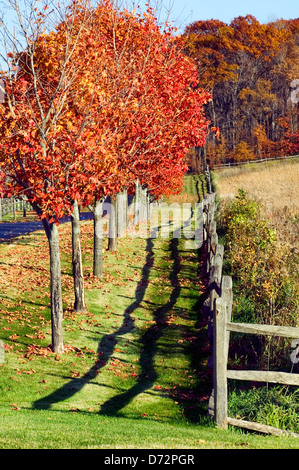 Des arbres soigneusement plantés bordent une clôture et donnent la couleur de l'automne dans le Minnesota. Banque D'Images