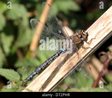 Macro détaillée image d'un Hawker migrants-dragonfly (Aeshna mixta) reposant et posing Banque D'Images
