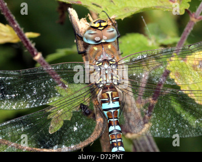 Macro extrêmement détaillée image de la tête et des yeux d'un migrant Hawker-dragonfly (Aeshna mixta) Banque D'Images