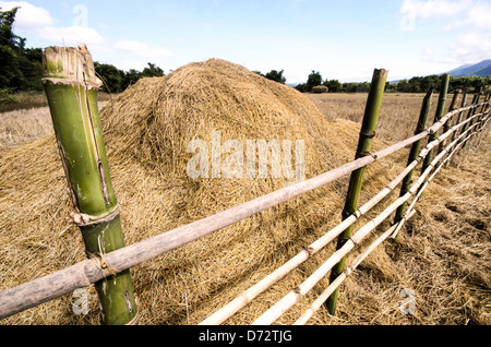 Pile de paille de riz battue Clôture en bambou vert Plaine des Jarres Xieng Khouang Laos | PROVINCE DE XIENG KHOUANG, Laos — Un tas de paille de riz battue se trouve derrière une clôture en bambou vert dans un champ de rizière récolté près du Site 3 de la Plaine des Jarres, les tiges séchées stockées comme nourriture pour le bétail en saison sèche sur le plateau de Xiangkhoang. Les champs environnants encerclent des jarres mégalithiques en pierre placées dès 1240-660 avant notre ère, leur utilisation funéraire se poursuivant jusqu'au moins au XIIe siècle après J.-C. Banque D'Images