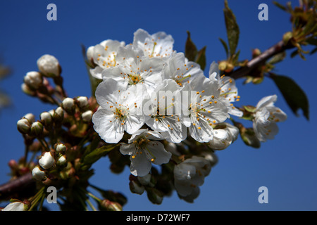 Gros plan des Blossoms sur une branche au début du printemps Fleurs fleuries sur l'arbre à fleurs Banque D'Images