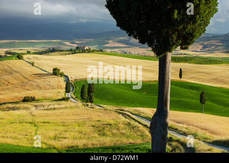 Route de campagne bordée de cyprès menant à villa près de Pienza Toscane Italie Banque D'Images