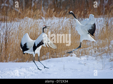 La danse de cour des grues japonaises sur la neige, Kushiro, Hokkaido, Japon Banque D'Images