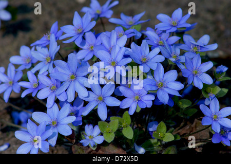 L'hépatique Hepatica nobilis bleu fleurs de printemps Banque D'Images