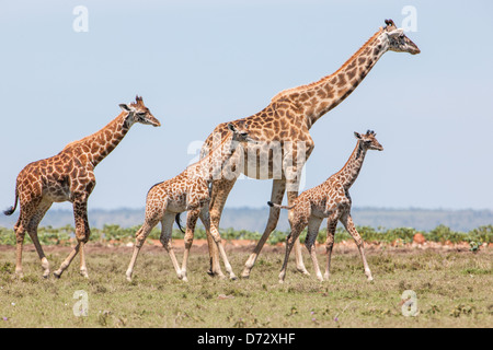 Famille de girafes Banque D'Images