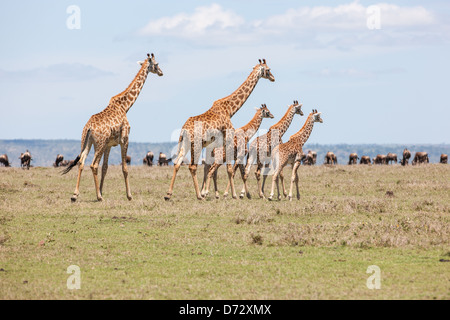 Famille de girafes Banque D'Images