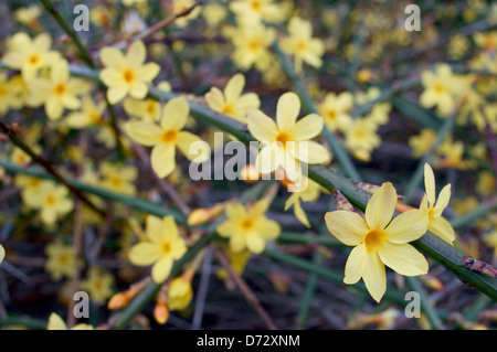Jasmin d'hiver fleurs jaune close up Jasminum nudiflorum Banque D'Images