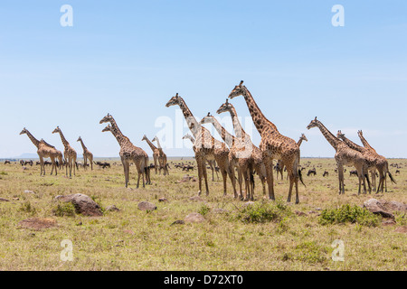 Troupeau de girafes Banque D'Images
