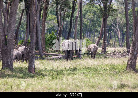 Troupeau d'éléphants dans la forêt Banque D'Images