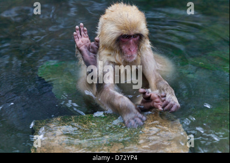 Neige japonaise monkey en business, Nagano, Japon Banque D'Images