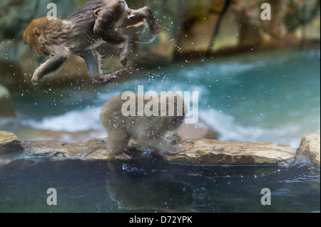 Neige japonaise monkey en business, Nagano, Japon Banque D'Images