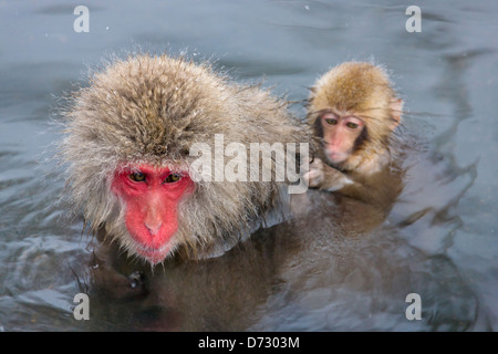 Neige japonaise des singes, mère de cub, dans le business, Nagano, Japon Banque D'Images