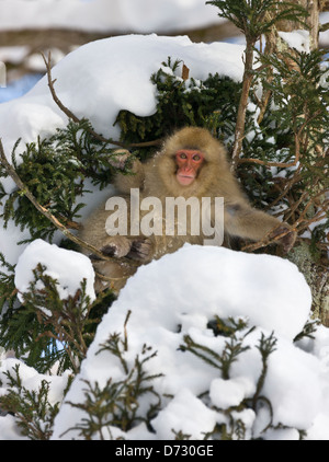 Neige japonaise singe sur l'arbre couvert de neige, Nagano, Japon Banque D'Images