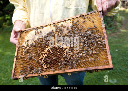 Berlin, Allemagne, avec nid d'abeilles Banque D'Images