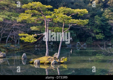 Dans l'étang du pin et Kinkaku-ji (également connu sous le nom de Rokuon-ji), Kyoto, Japon Banque D'Images