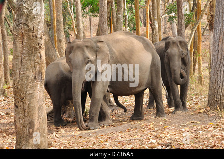 Les éléphants indiens ( Elephas maximus indicus ) Banque D'Images