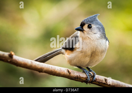 Mignon Mésange perchée sur une branche Banque D'Images