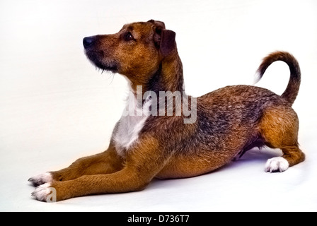 Beaux jeunes chien Jack Russell isolé sur fond blanc Banque D'Images