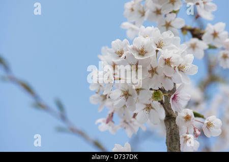 Prunus x Yedoensis. Cerise Yoshino. Japanese Cherry Tree Banque D'Images