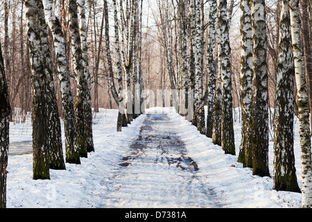 Allée couverte de neige dans la forêt de bouleaux au printemps Banque D'Images