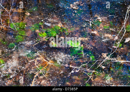 Flaque gelée glace avec des plantes vertes dans la forêt au début du printemps Banque D'Images