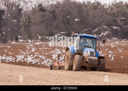 Tracteur laboure les terres agricoles des mouettes, Norfolk, England, UK Banque D'Images