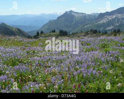 Le parc national de Mount Rainier abrite une prairie de lupins animée dans sa région Paradise, avec des fleurs colorées qui fleurissent pendant les mois d'été. Ce spectacle naturel attire les visiteurs qui cherchent à explorer la biodiversité et la beauté pittoresque du parc. Banque D'Images