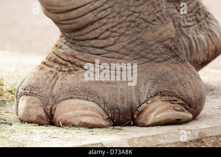 Gros plan de l'big foot d'un éléphant d'Asie Banque D'Images