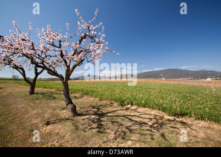 Marimon, Caldes de Montbui village, Barcelone, Espagne Banque D'Images