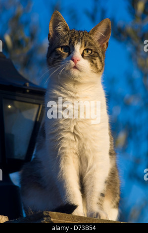 Chat assis sous un arbre sur fond de ciel bleu Banque D'Images