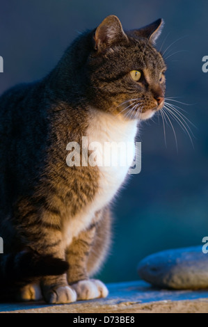 Chat assis dans la lumière au coucher du soleil Banque D'Images