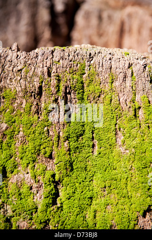 Classe des vert mousse poussant sur des vieux arbres endommagés Banque D'Images