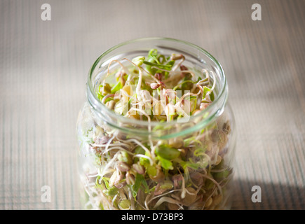 Mélange de plus en plus de germes de céréales dans un bocal en verre Banque D'Images