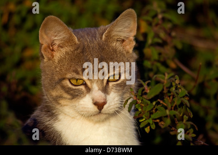 Portrait d'une jeune tomcat dans le jardin Banque D'Images