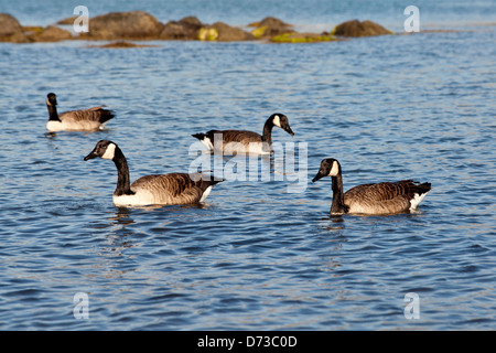 La Bernache du Canada, Branta canadensis - -, Nouvelle-Zélande Banque D'Images