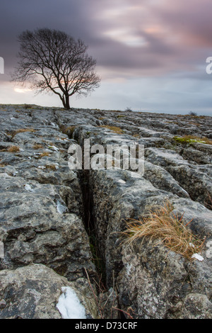 Malham Ash Sunrise Yorkshire Dales National Park Ash Dépérissement Clints Grykes paysage karstique calcaire Première Lumière s'installer Banque D'Images